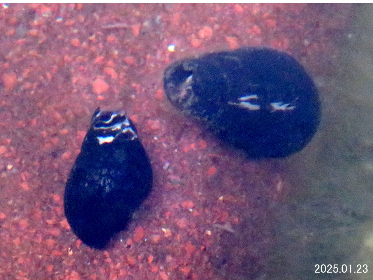 貝殻 カワネジガイ ヒダリマキモノアラガイ 淡水 希少 標本 ≪新・旬の風 1191≫ 不明の淡水貝 ヒメモノアラガイ（？） : 山川草木