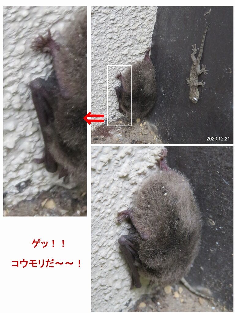 旬の風 973 わ ッ コウモリだ 山川草木 動物 歳時記