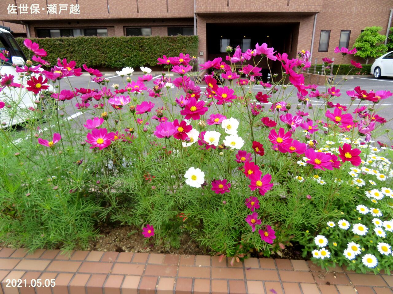 5327) コスモス Ⅸ （春咲きコスモス？） : 山川草木・動物