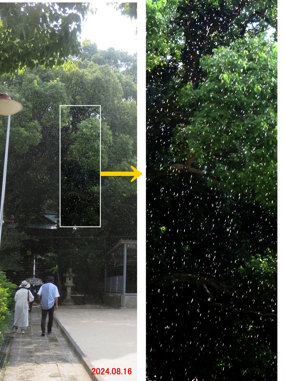 ≪新・旬の風 1112≫ てんきあめ (天気雨） : 山川草木・動物 歳時記 Ⅱ