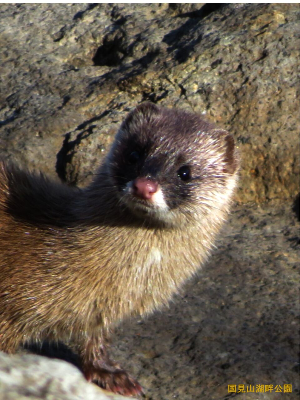 ≪新・旬の風 815≫ イタチ（ニホンイタチ） : 山川草木・動物 歳時記 Ⅱ