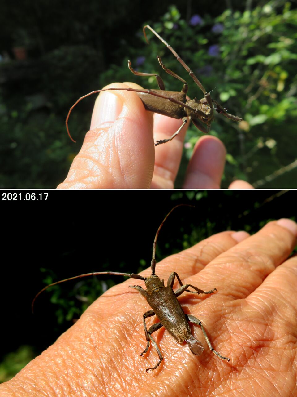 ≪新・旬の風 570≫ ビロウドカミキリ : 山川草木・動物 歳時記 Ⅱ