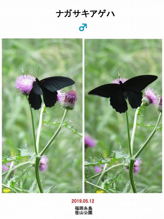 ナガサキアゲハ 特異な型 singkep産 ナガサキアゲハ 特異な型 singkep