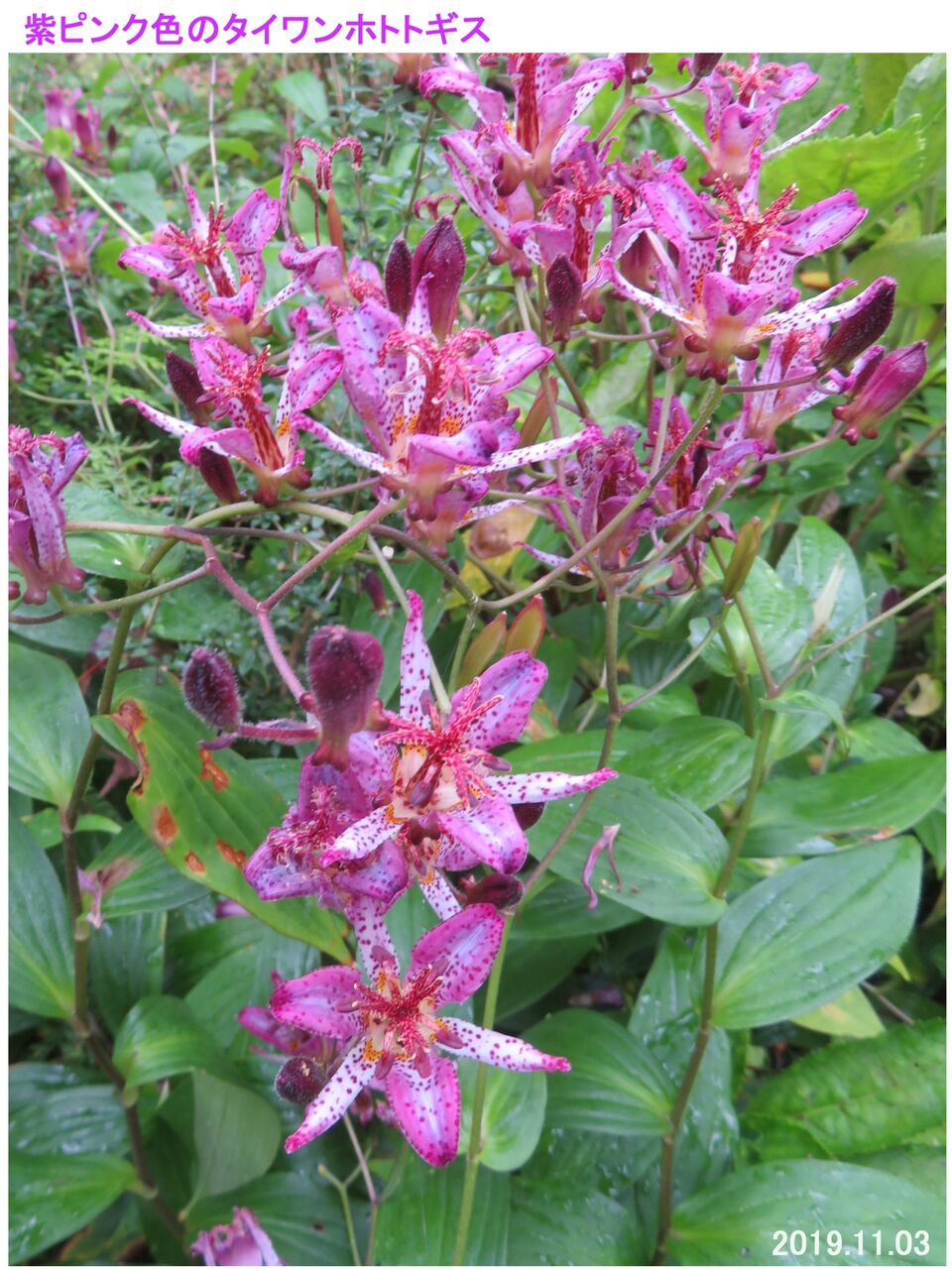 5136 タイワンホトトギス 青花 青龍 山川草木 動物 歳時記