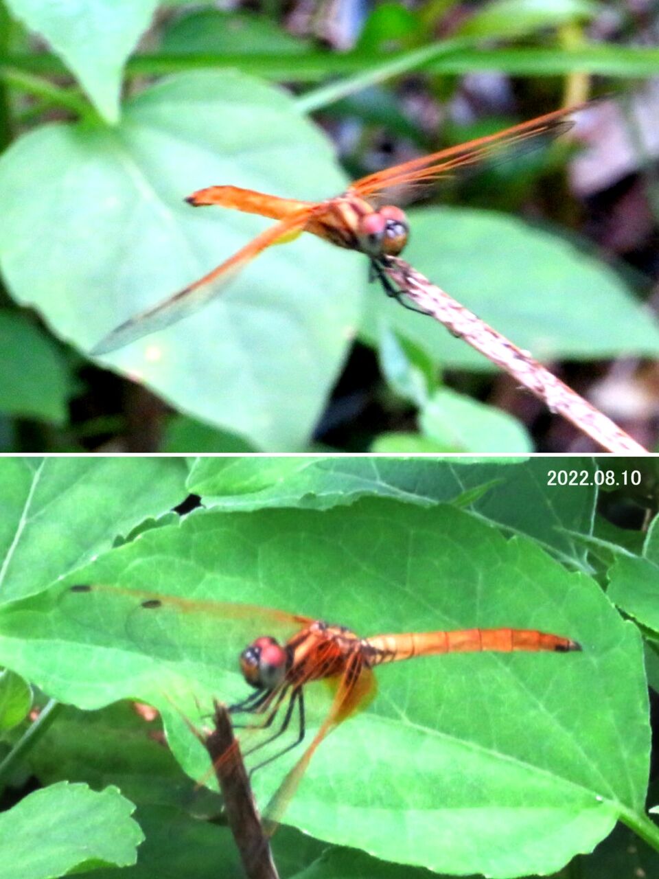 ≪新・旬の風 757≫ キトンボ（不確定）➡ 訂正 ➡ ≪新・旬の風 766