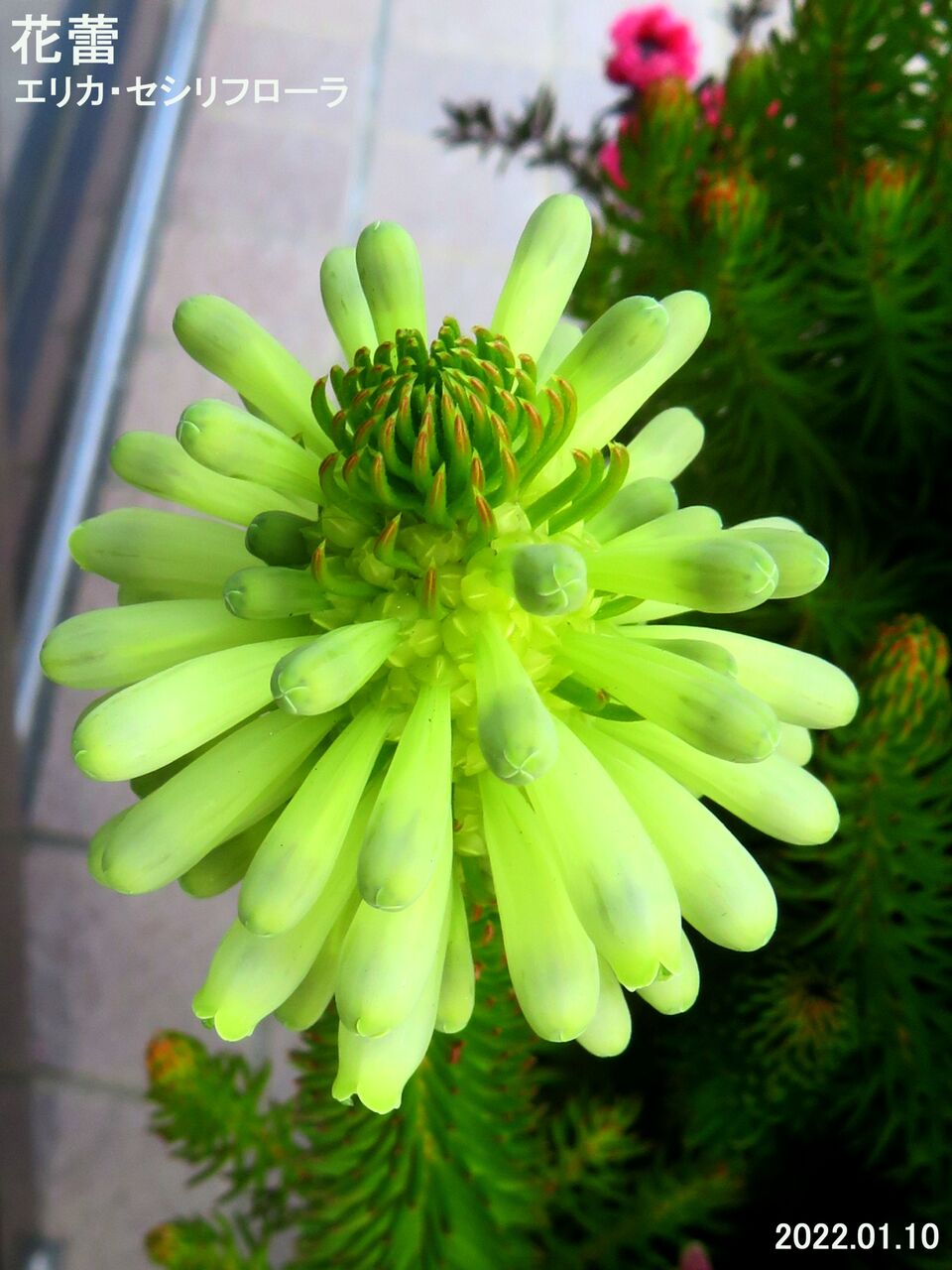5473) エリカ・セシリフローラ : 山川草木・動物 歳時記 Ⅱ