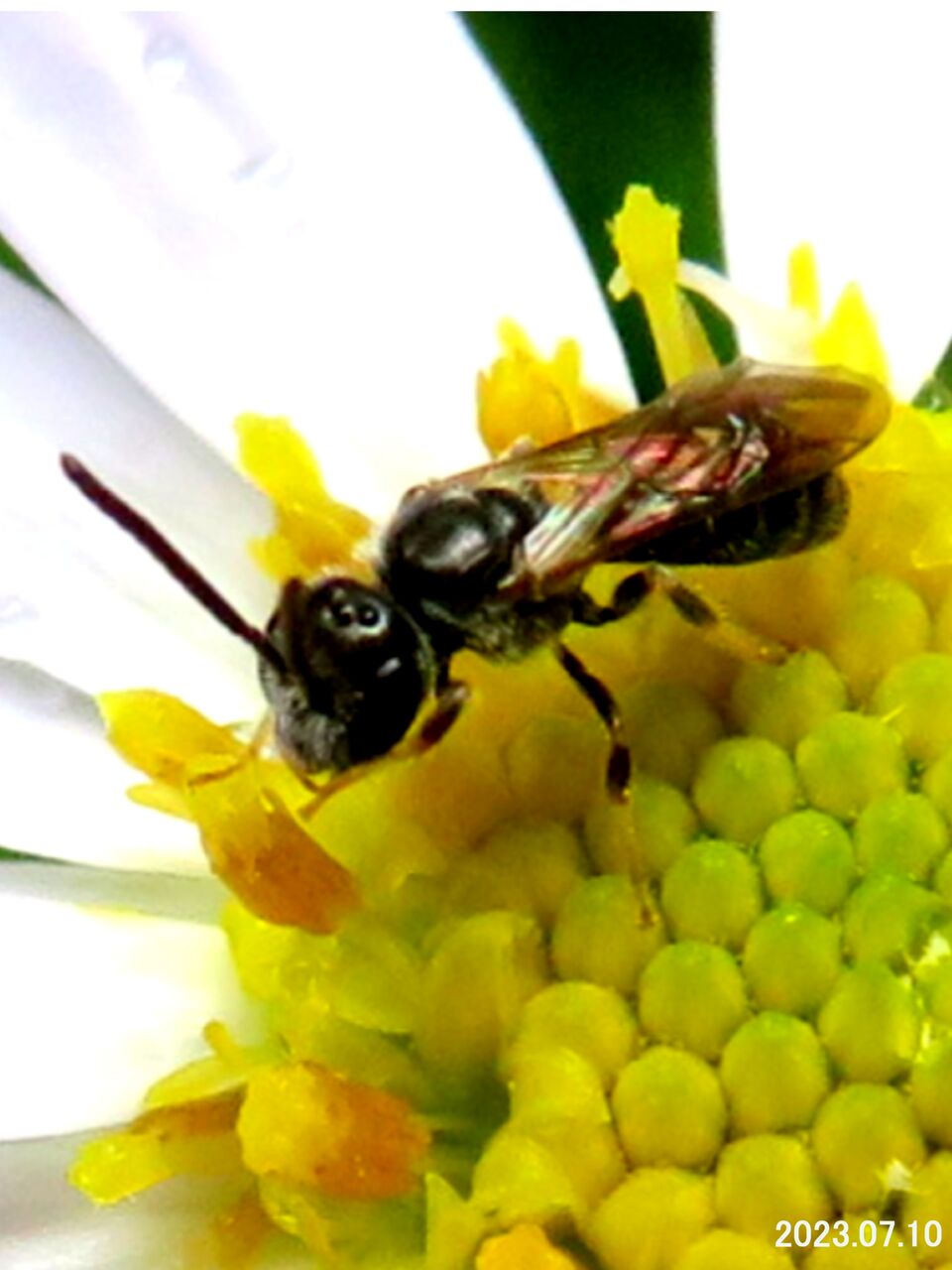 ≪新・旬の風 924≫ ツグロムカシハナバチ(?) : 山川草木・動物 歳時記 Ⅱ