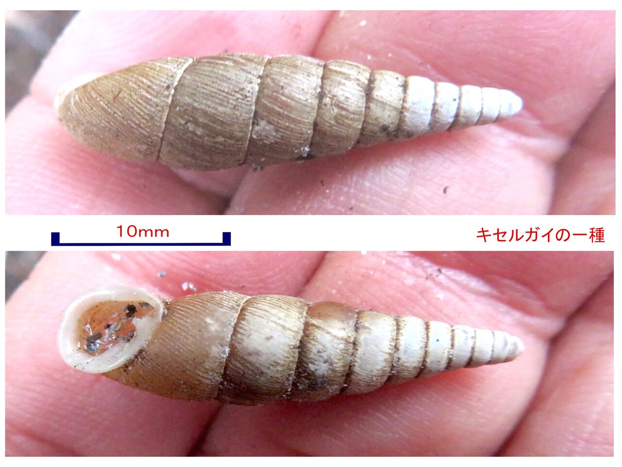 旬の風 998 キセルガイの一種 山川草木 動物 歳時記
