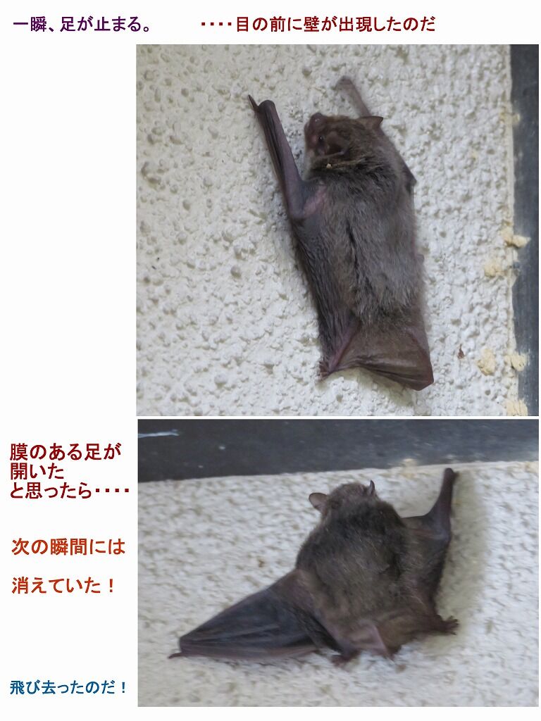 旬の風 973 わ ッ コウモリだ 山川草木 動物 歳時記 旬の風 973 わ ッ コウモリだ 山川草木 動物 歳時記