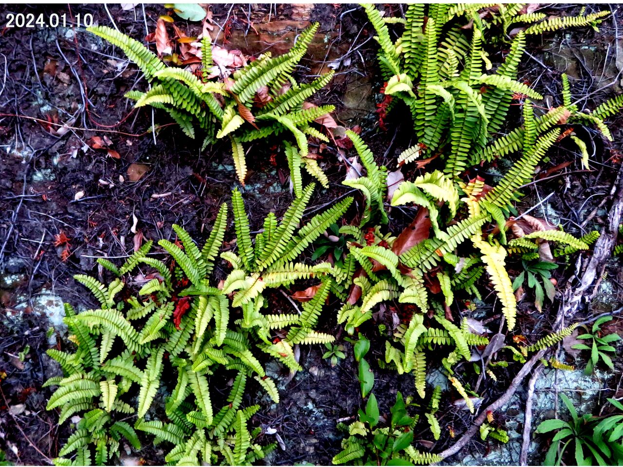 タマシダ 3苗 タマシダ 苗