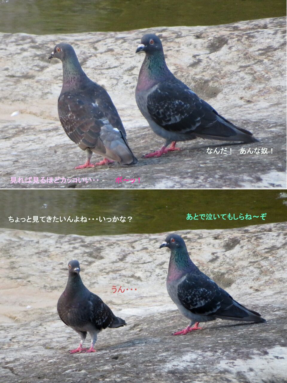 ≪新・旬の風 105 ≫ カワラバト(ドバト) グリズル タイプ : 山川 ≪新・旬の風 105 ≫ カワラバト(ドバト) グリズル タイプ : 山川