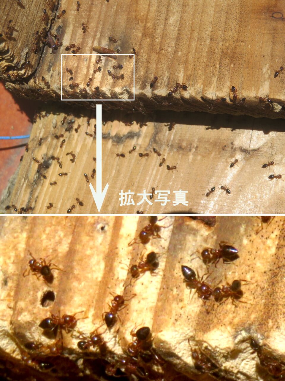 ≪新・旬の風 1418≫ シリアゲアリの一種（ハシブトシリアゲアリ