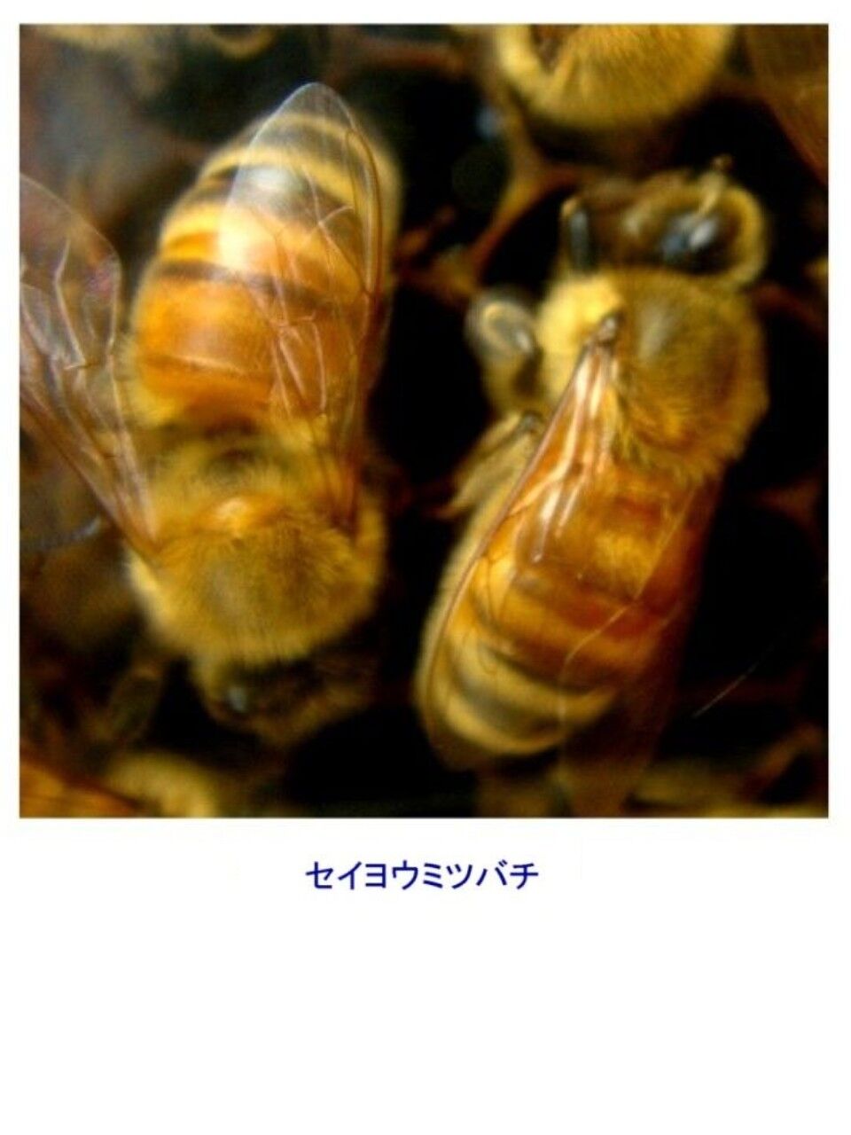 西洋蜜蜂 ≪新・旬の風 857≫ セイヨウミツバチ（西洋蜜蜂） : 山川草木・動物