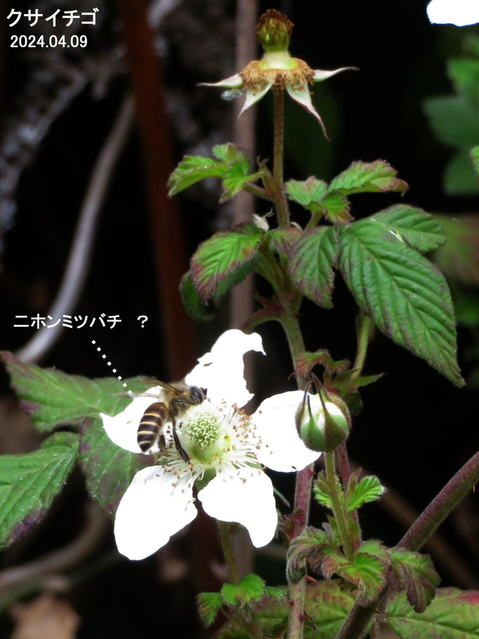 新・動植物歳時記 新動植物歳時記(中川志郎 ほか著) / 南陽堂書店 / 古本、中古本