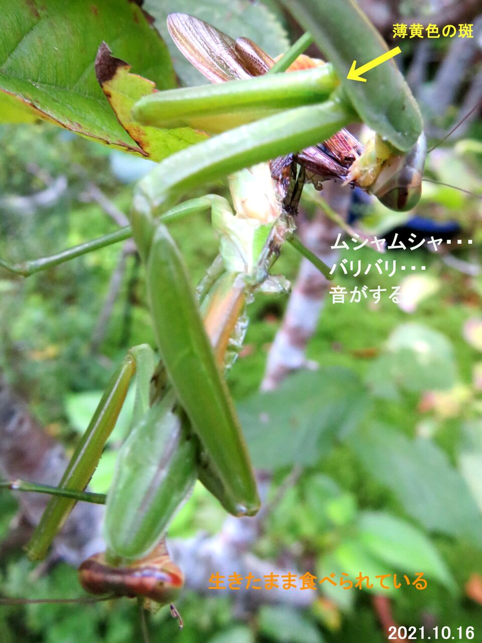 新 旬の風 6 オオカマキリの共食い 山川草木 動物 歳時記