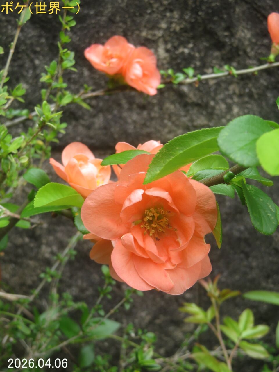 6238) ボケ Ⅲ（世界一） : 山川草木・動物 歳時記 Ⅱ