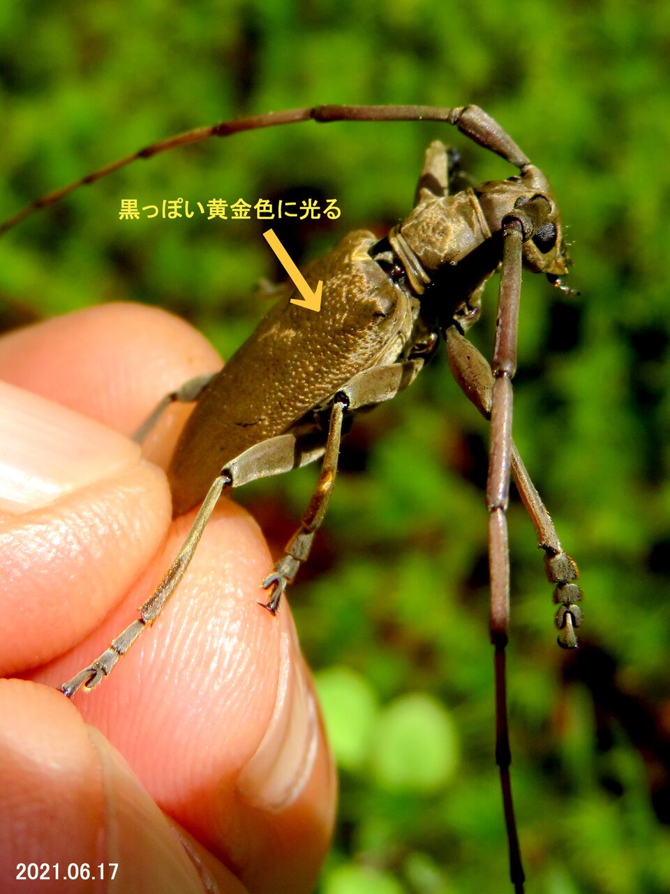 ≪新・旬の風 570≫ ビロウドカミキリ : 山川草木・動物 歳時記 Ⅱ