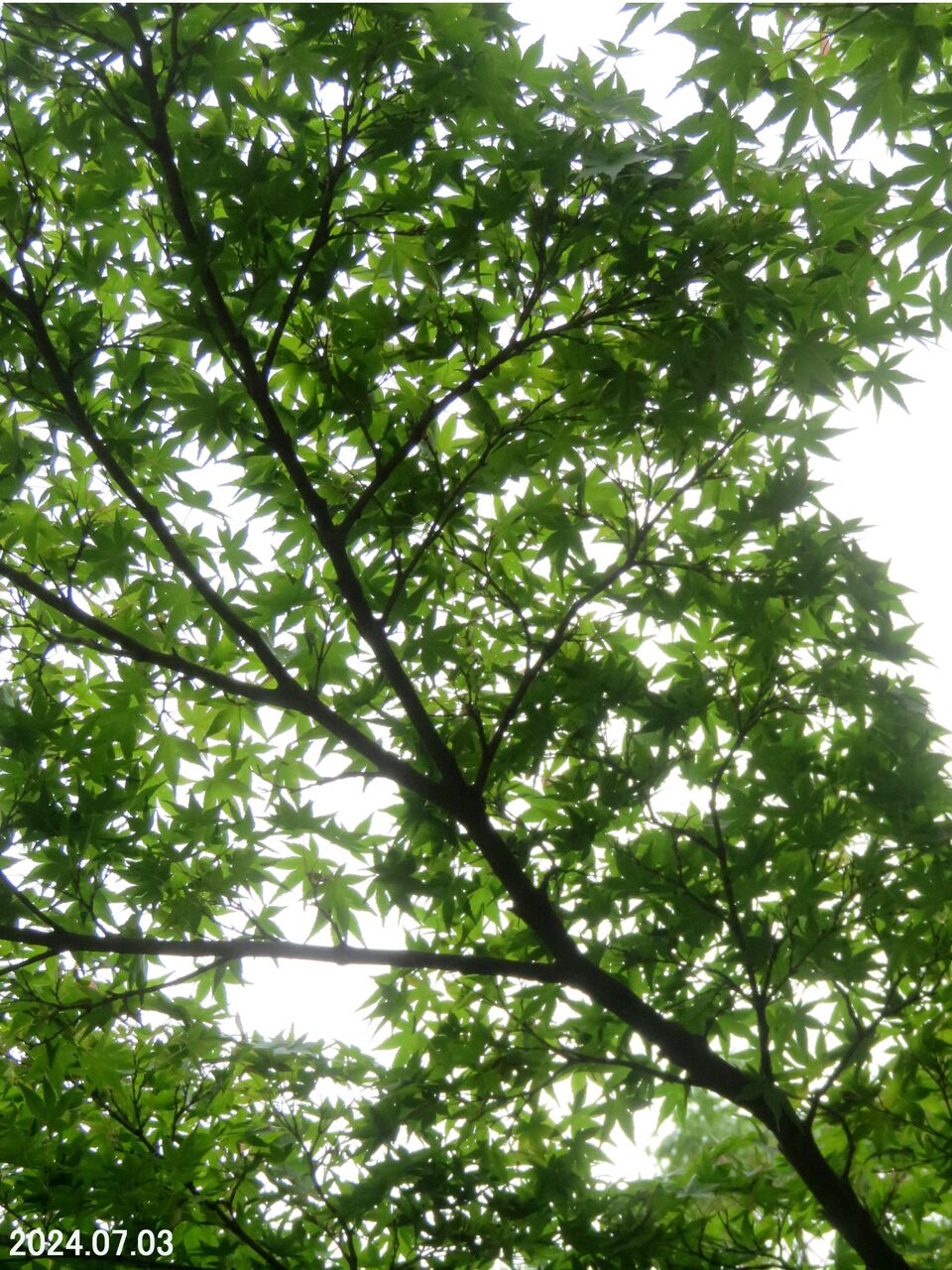 5904) ヤマモミジ : 山川草木・動物 歳時記 Ⅱ