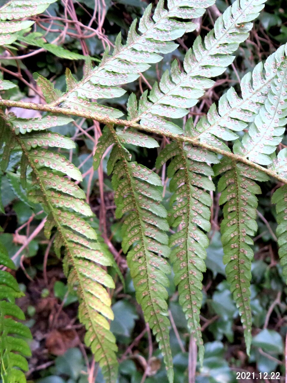 5464) イタチシダの一種（不確定・不明） : 山川草木・動物 歳時記 Ⅱ