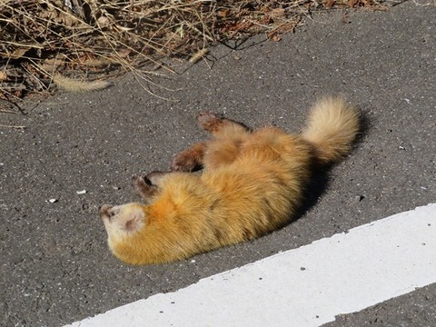 草木と小さな動物 615b0556-s.jpg