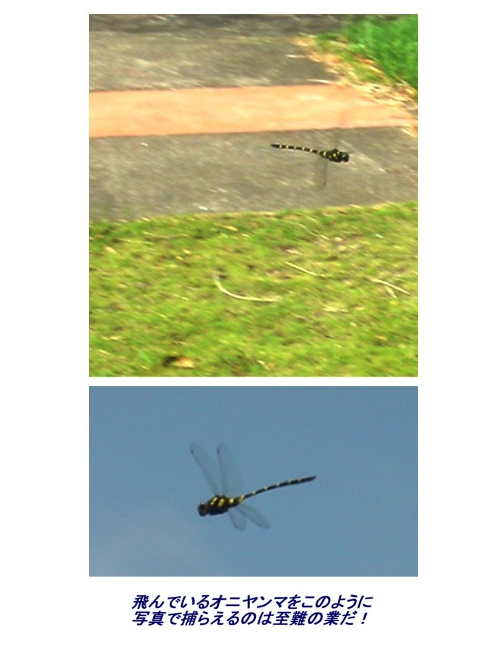≪新・旬の風 1083≫ コオニヤンマ : 山川草木・動物 歳時記 Ⅱ