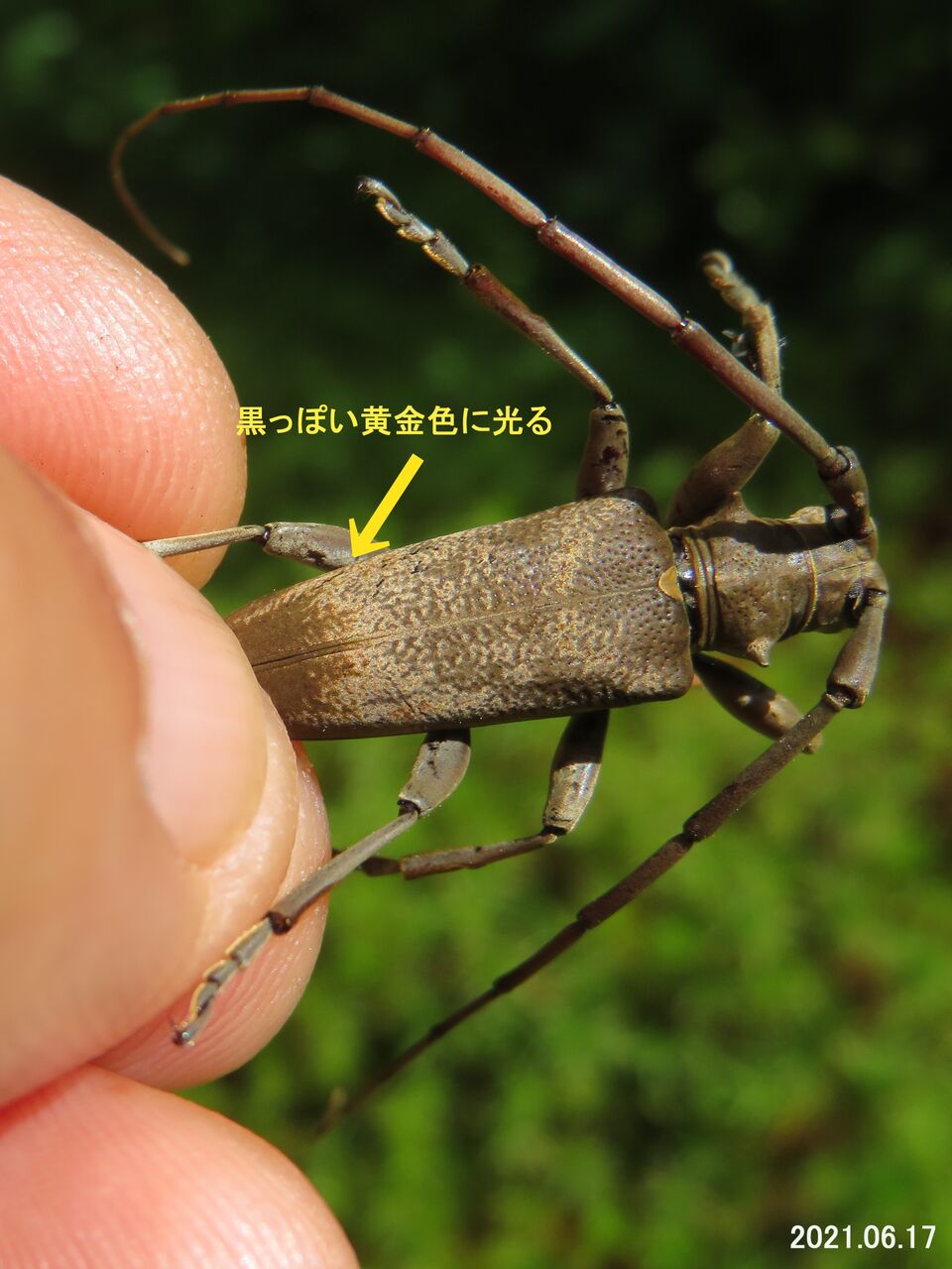 ≪新・旬の風 570≫ ビロウドカミキリ : 山川草木・動物 歳時記 Ⅱ