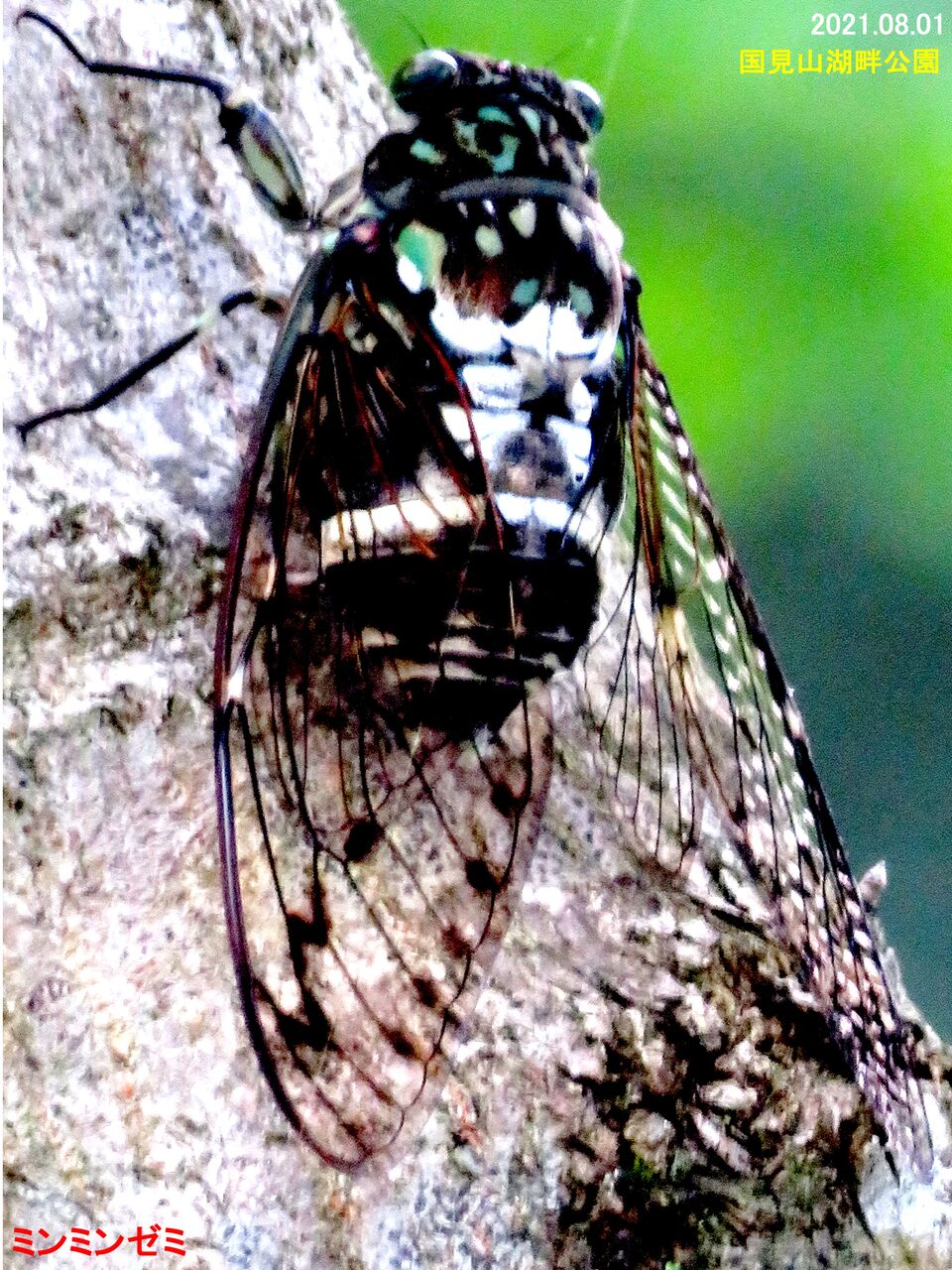 ≪新・旬の風 596≫ ミンミンゼミ（♂） : 山川草木・動物 歳時記 Ⅱ