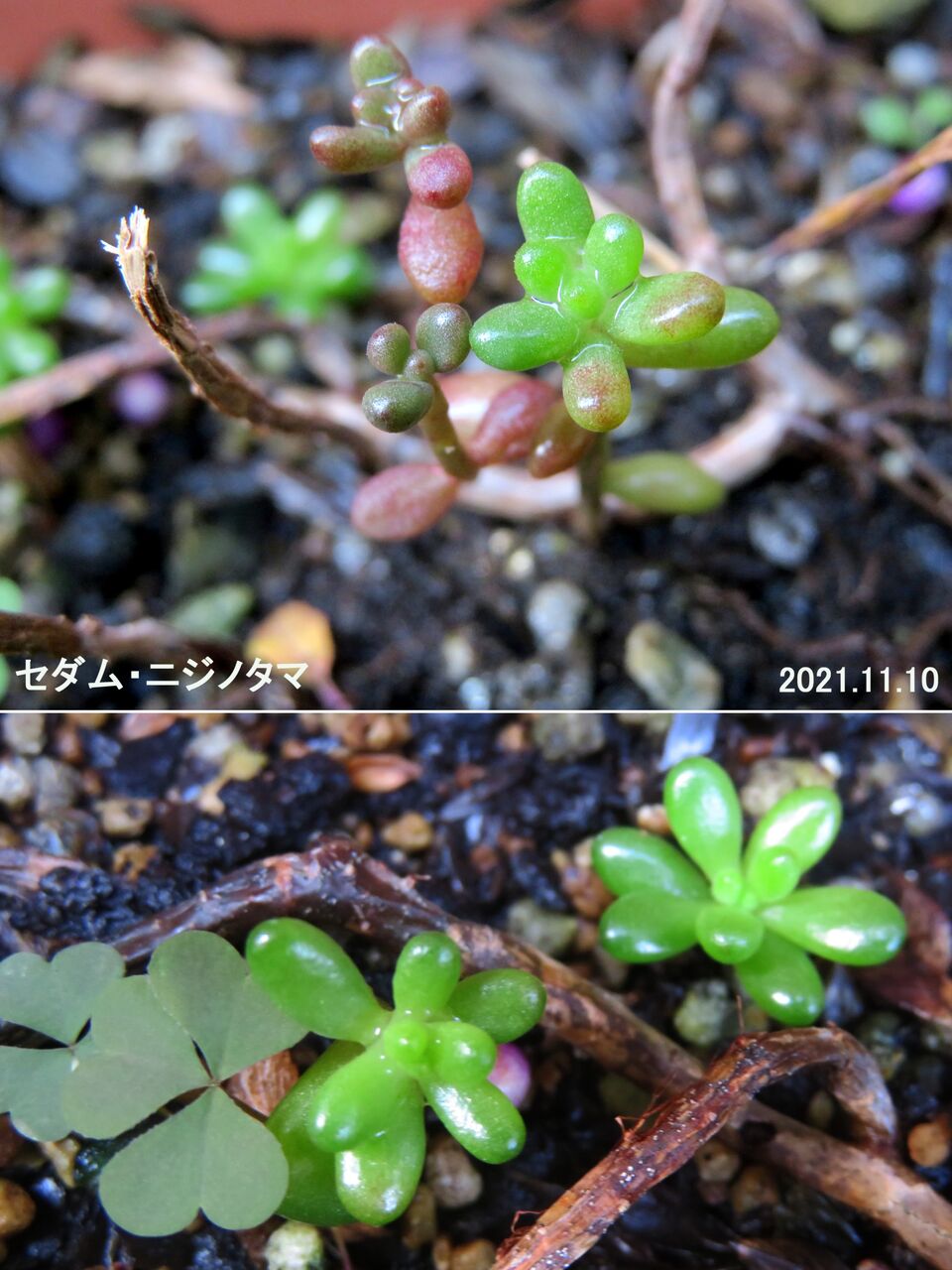 新・動植物歳時記 新・動植物歳時記