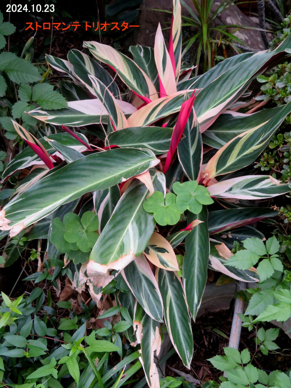 美苗】激レア ストロマンテ トリオスター 斑入り ゴマ斑 抜き苗