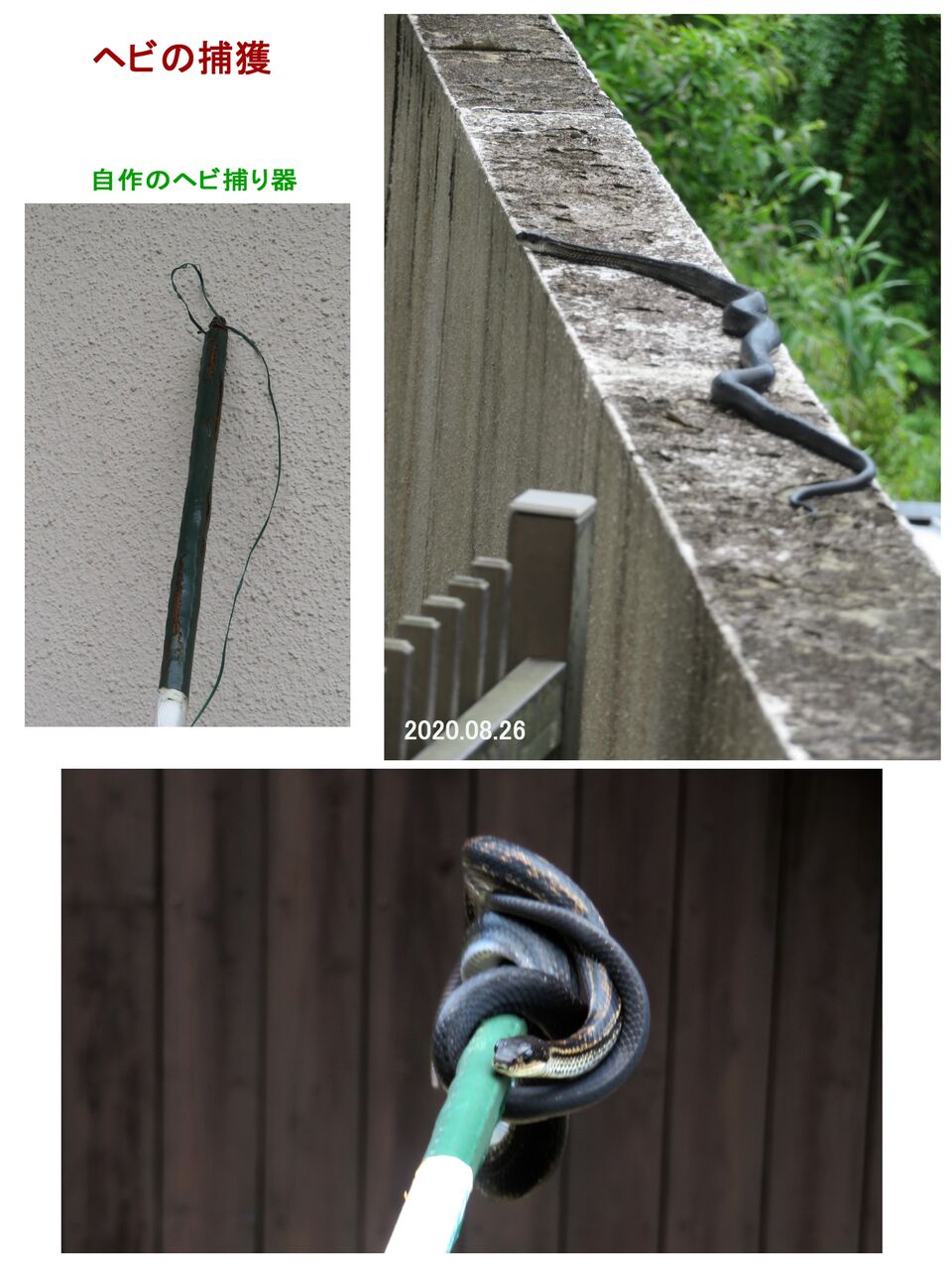 シマヘビ黒化型(レプリカ) シマヘビ黒化型(レプリカ)