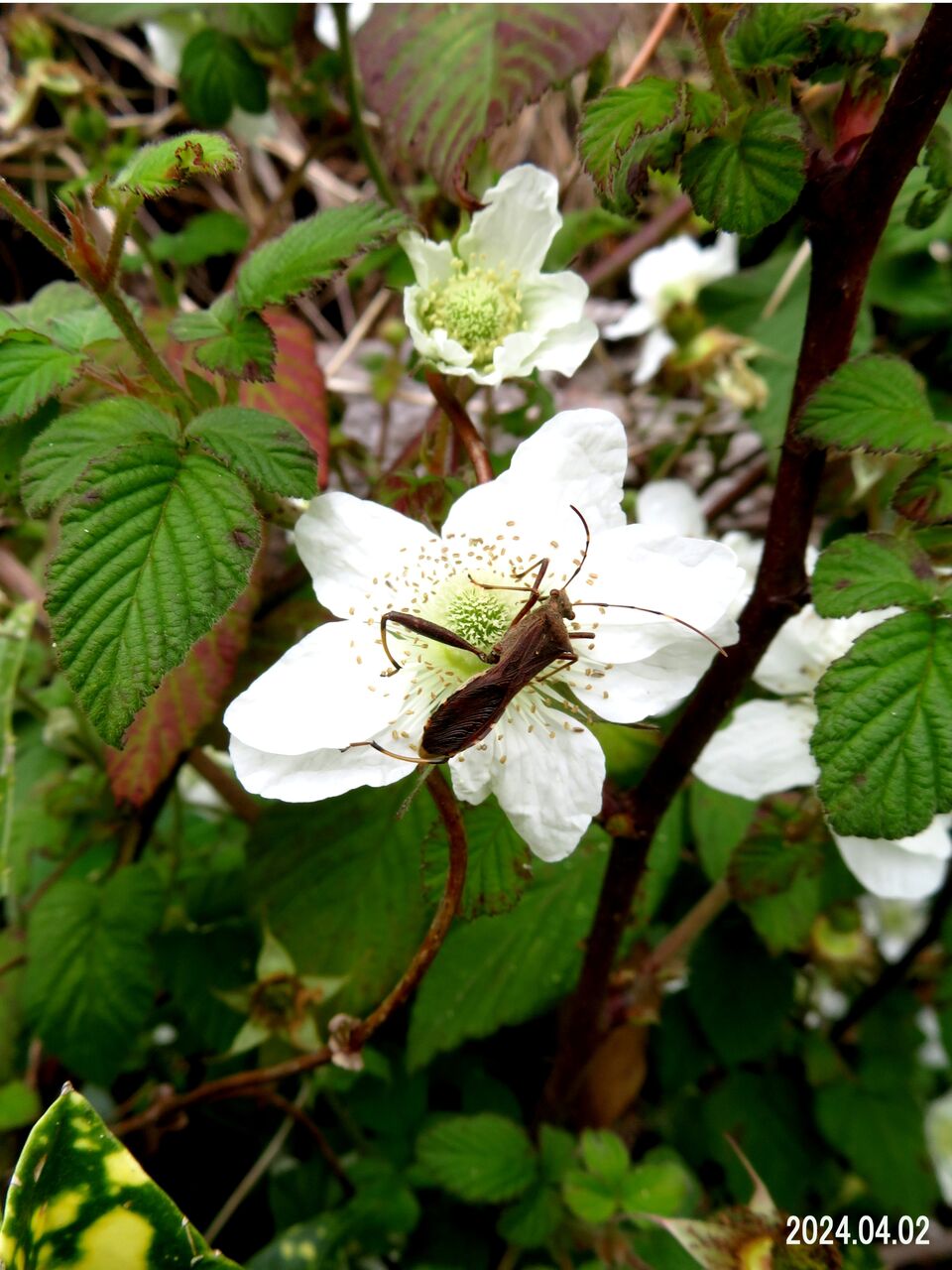 5863) ヤエザキクサイチゴ Ⅱ : 山川草木・動物 歳時記 Ⅱ