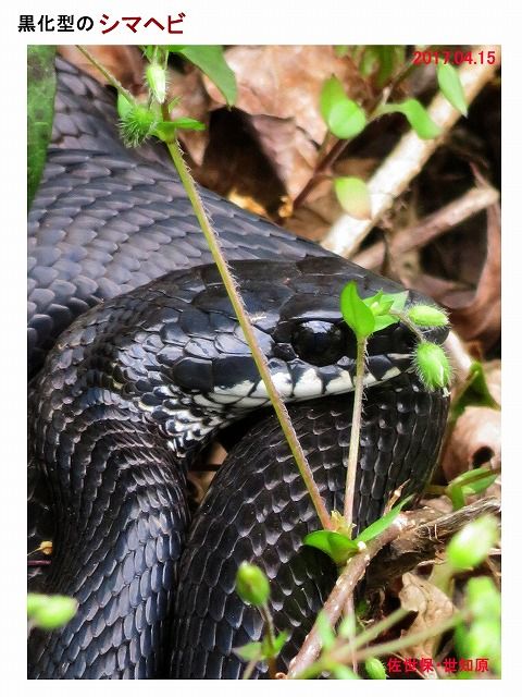 新 旬の風 114 シマヘビ 黒化型 カラスヘビ 山川草木 動物 歳時記