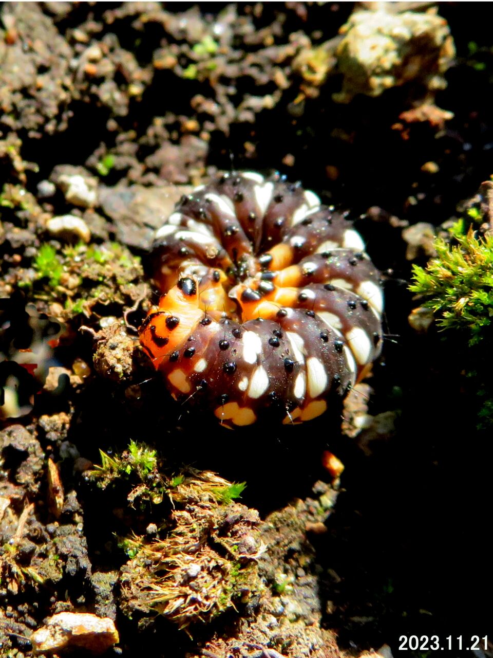 ≪新・旬の風 983≫ ハマオモトヨトウ Ⅱ : 山川草木・動物 歳時記 Ⅱ