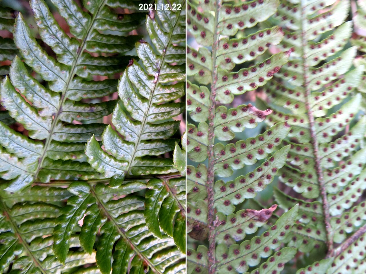 山野草、 [ タチデンダ、ヤシャビシャク、キブシ ] 3種 山野草