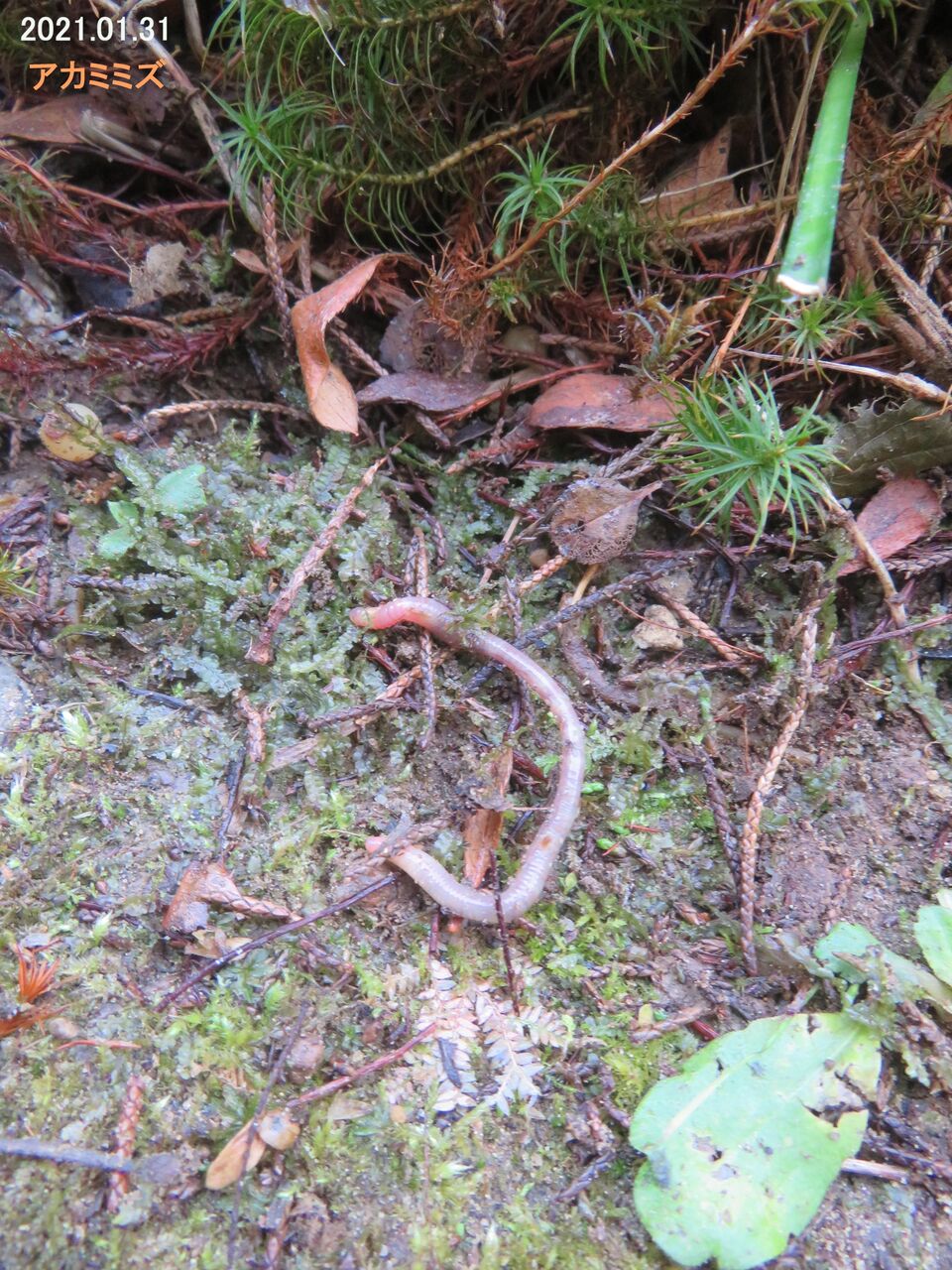 新 旬の風 193 シーボルト ミミズ 山川草木 動物 歳時記
