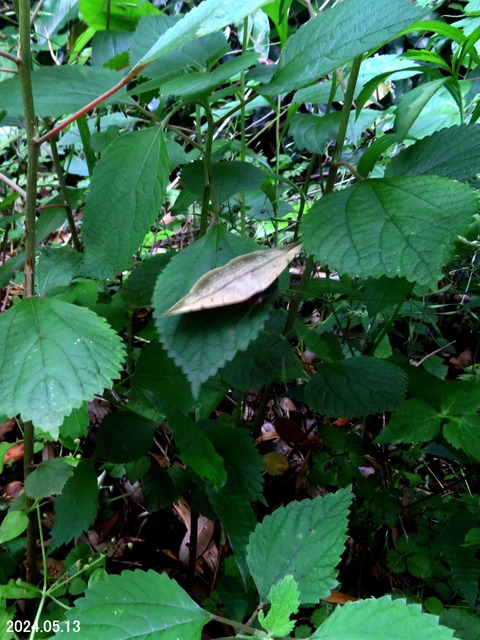 ≪新・旬の風 1060≫ カキバトモエ : 山川草木・動物 歳時記 Ⅱ