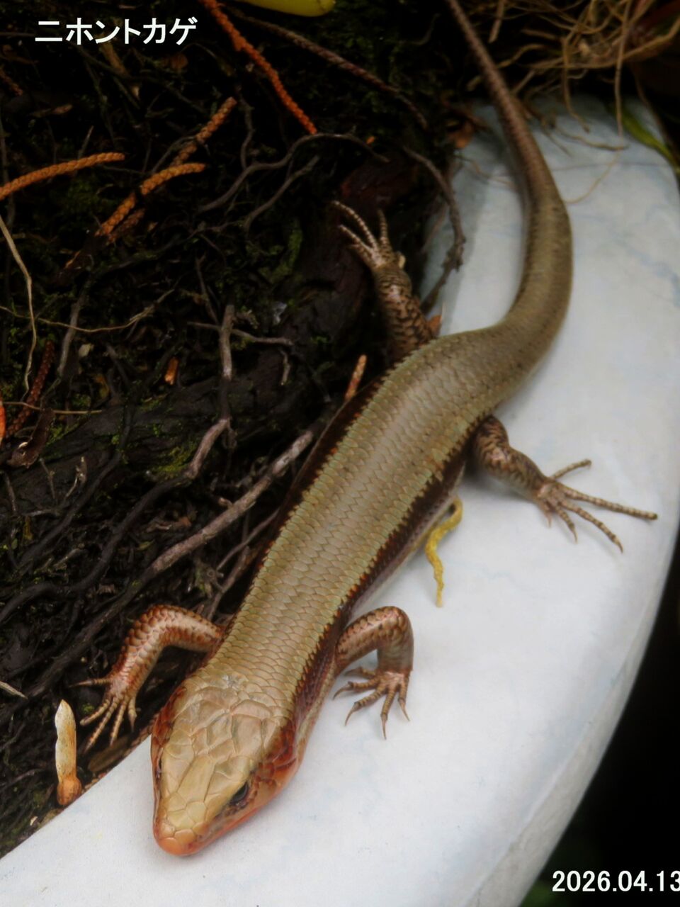 ≪新・旬の風 1409≫ ニホントカゲ Ⅱ（成体・雄） : 山川草木・動物