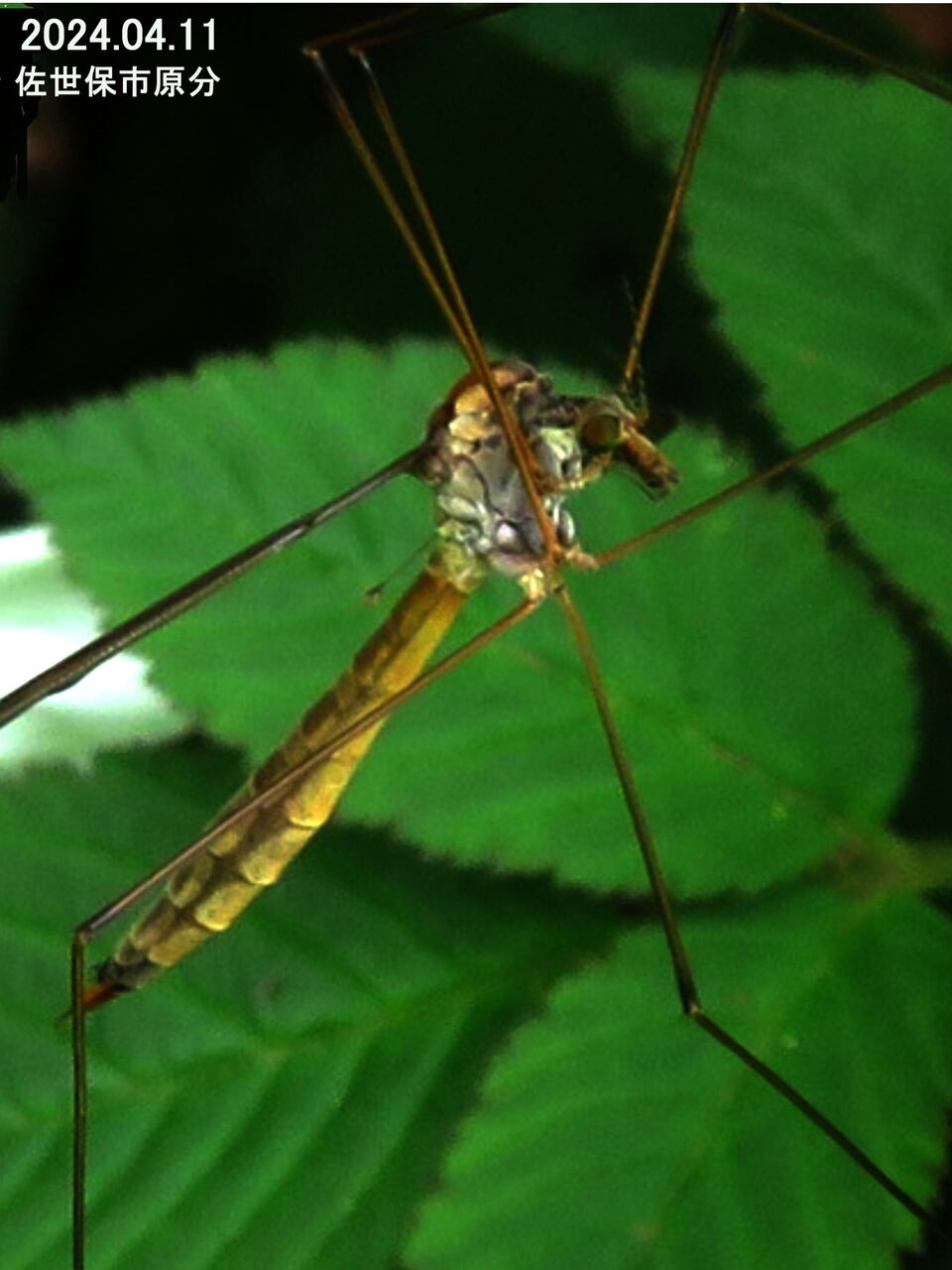 ≪新・旬の風 1047≫ クチナガガガンボの一種 : 山川草木・動物 歳時記 Ⅱ