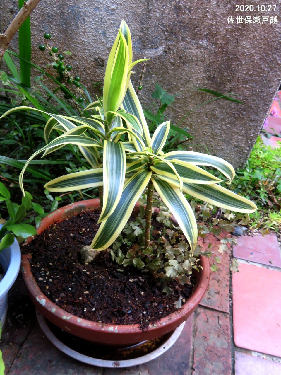 5250 ドラセナ レフレクサ ソングオブインディア 山川草木 動物 歳時記