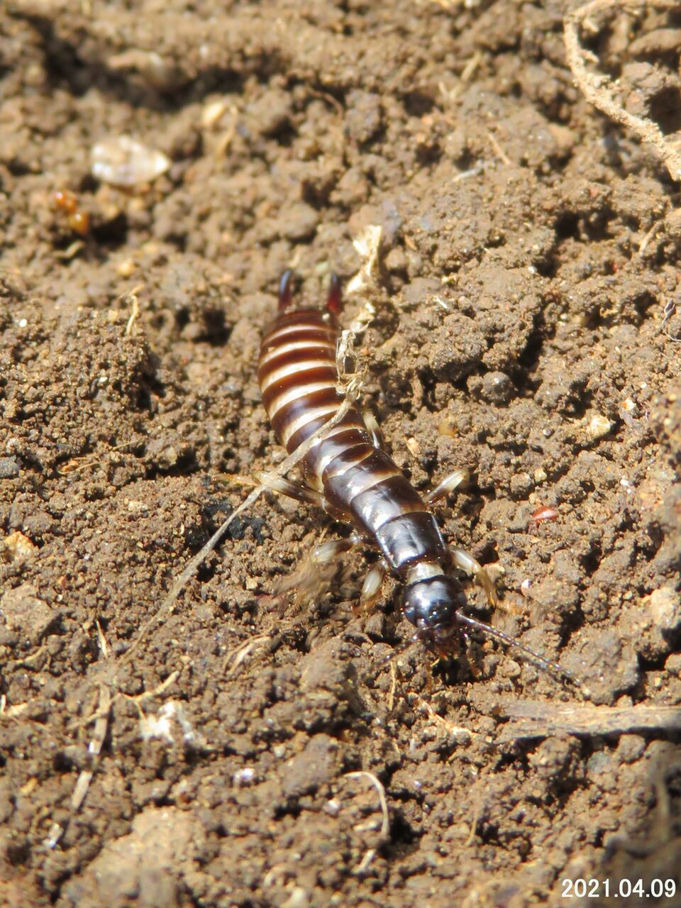 新 瞬の風 232 ハサミムシ ヒゲジロハサミムシ 山川草木 動物 歳時記