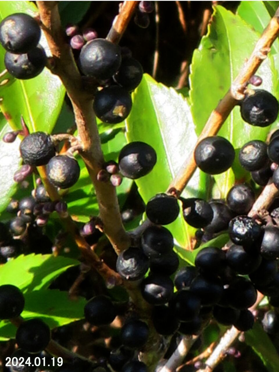 5820) ヒサカキ Ⅴ : 山川草木・動物 歳時記 Ⅱ