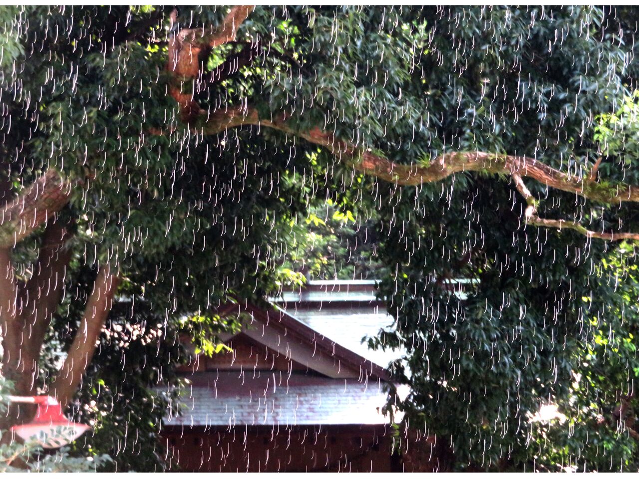 ≪新・旬の風 1112≫ てんきあめ (天気雨） : 山川草木・動物 歳時記 Ⅱ