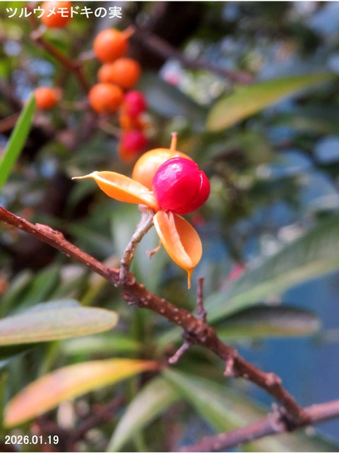 6194) ツルウメモドキ Ⅵ : 山川草木・動物 歳時記 Ⅱ