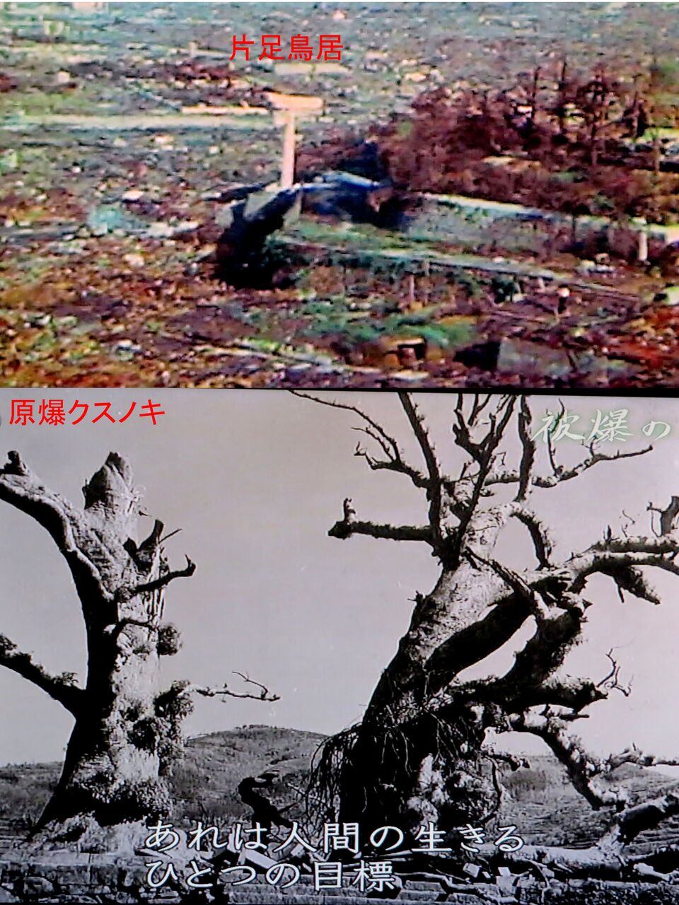 ≪新・旬の風 1270≫ 長崎原爆の『原子野』 : 山川草木・動物