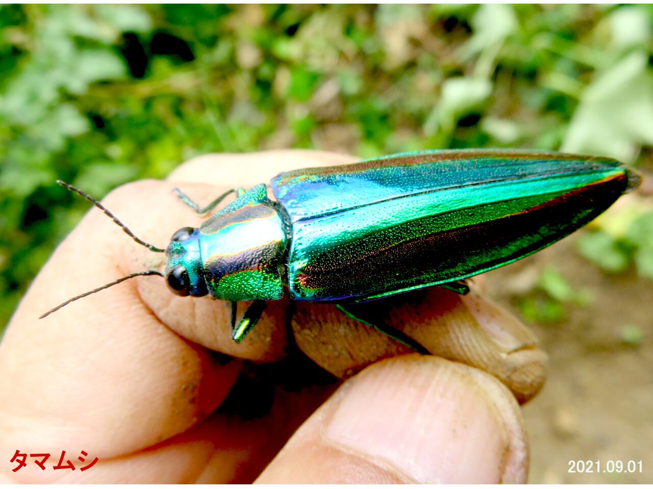 ≪新・旬の風 612≫ タマムシ Ⅱ : 山川草木・動物 歳時記 Ⅱ