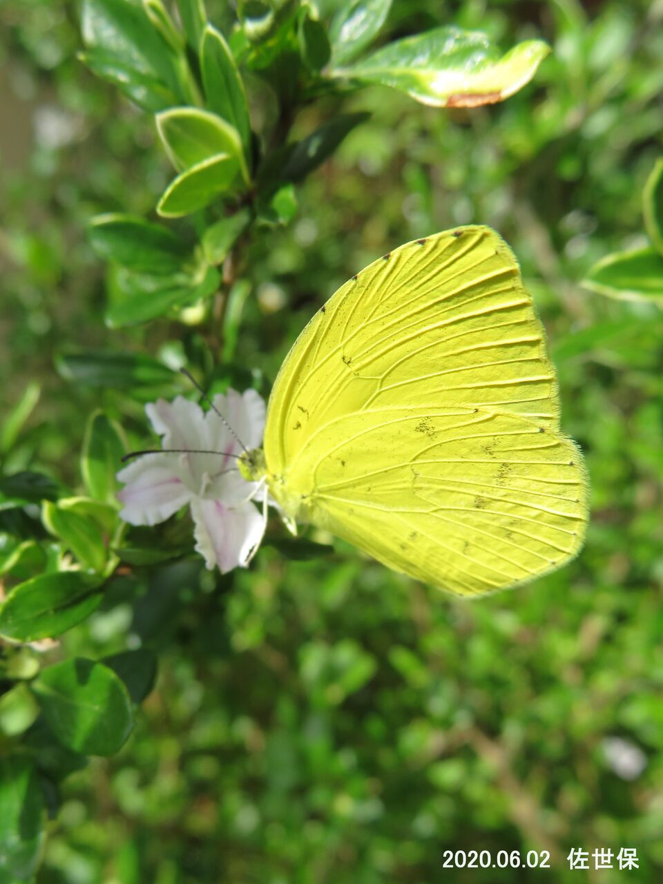瞬 旬の風 67 キチョウ 別名 キタキチョウ 山川草木 動物 歳時記