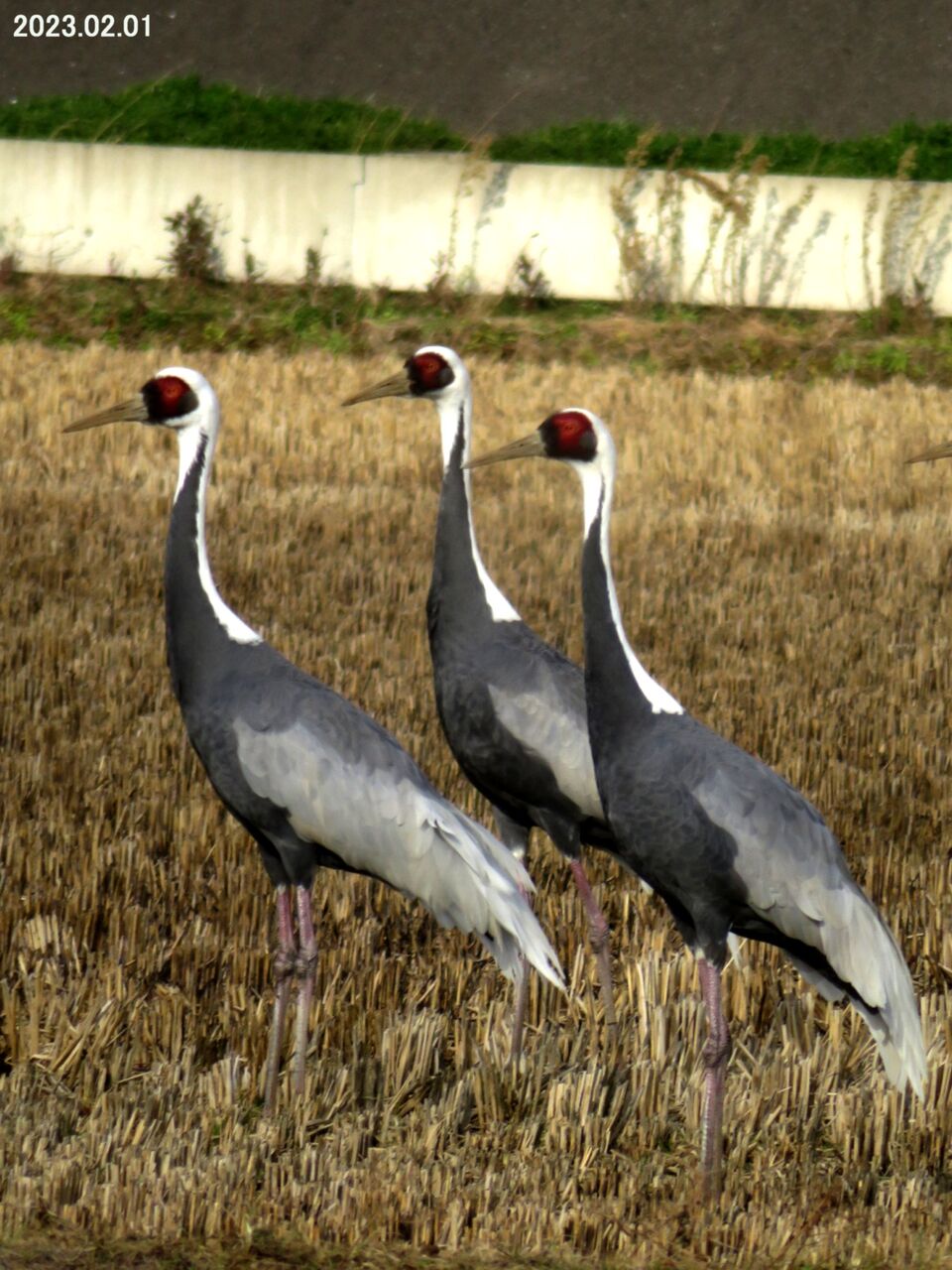 新・動植物歳時記 新・動植物歳時記