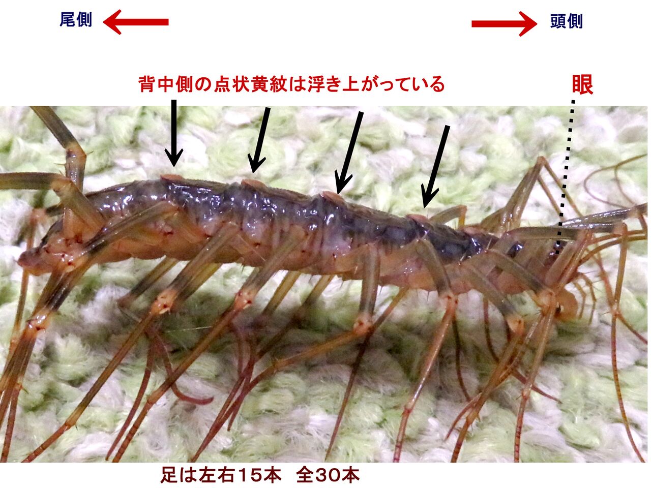 瞬 旬の風 43 オオゲジ 山川草木 動物 歳時記 瞬 旬の風 43 オオゲジ 山川草木 動物 歳時記