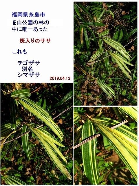 特別篇 NHK 朝ドラ「らんまん」に出て来た野草花 シリーズ ⑰