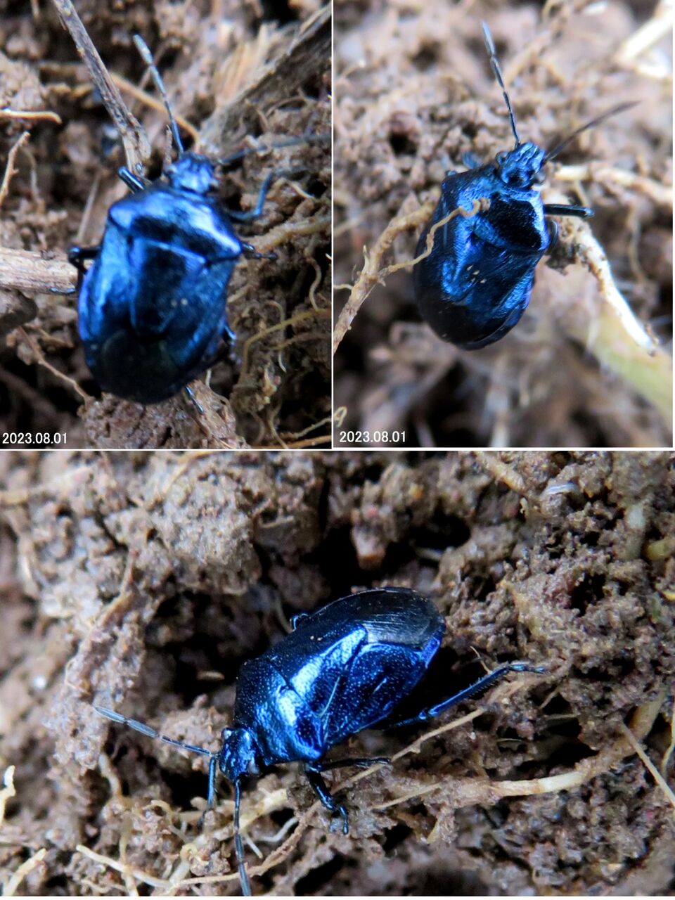 ≪新・旬の風 935≫ ルリクチブトカメムシ : 山川草木・動物 歳時記 Ⅱ